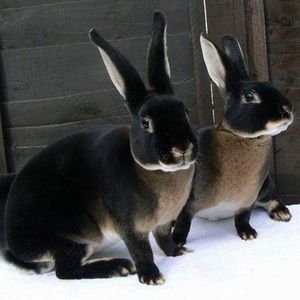 Meet your Posher, Sage